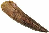 Real Fossil Spinosaurus Tooth - Nice Enamel & Tip #311286-1